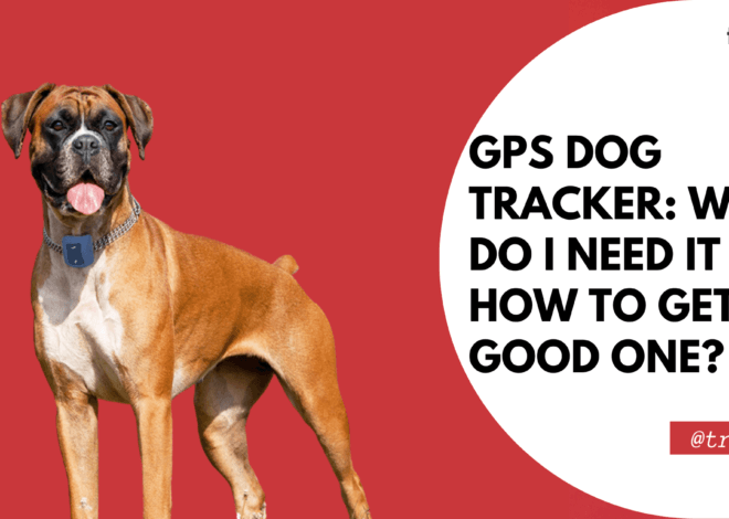 GPS Dog Tracker: Why Do I Need It and How to Get a Good One?