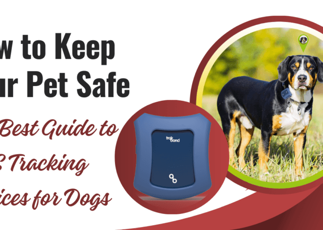 How to Keep Your Pet Safe: The Best Guide to GPS Tracking Devices for Dogs