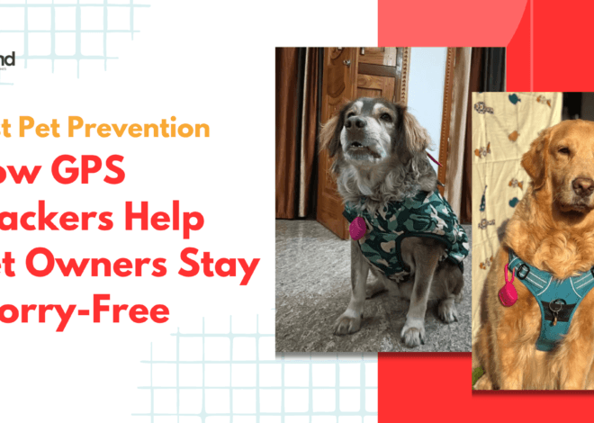 Lost Pet Prevention: How GPS Pet Trackers Help Pet Owners Stay Worry-Free