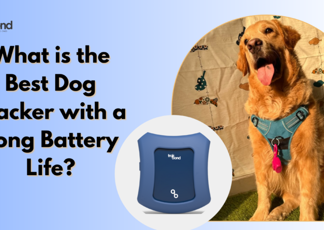 What is the Best Dog Tracker with a Long Battery Life?