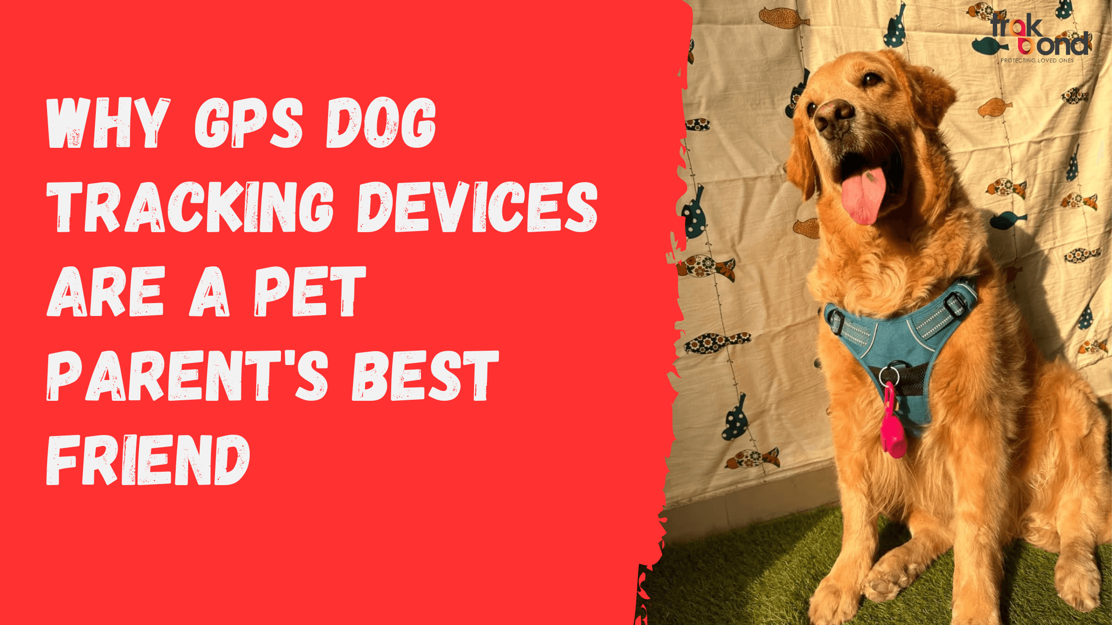 Why GPS Dog Tracking Devices Are a Pet Parent’s Best Friend