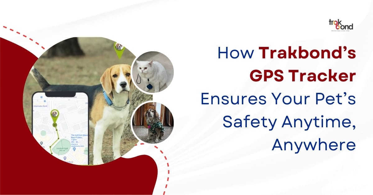 How Trakbond’s GPS Tracker Ensures Your Pet’s Safety Anytime, Anywhere
