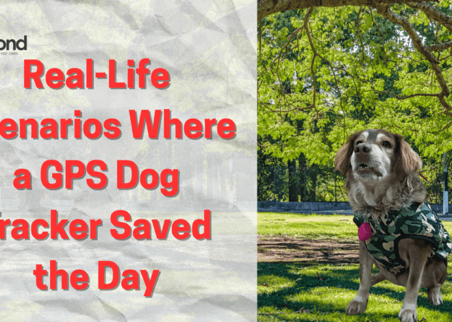 Real-Life Scenarios Where a GPS Dog Tracker Saved the Day