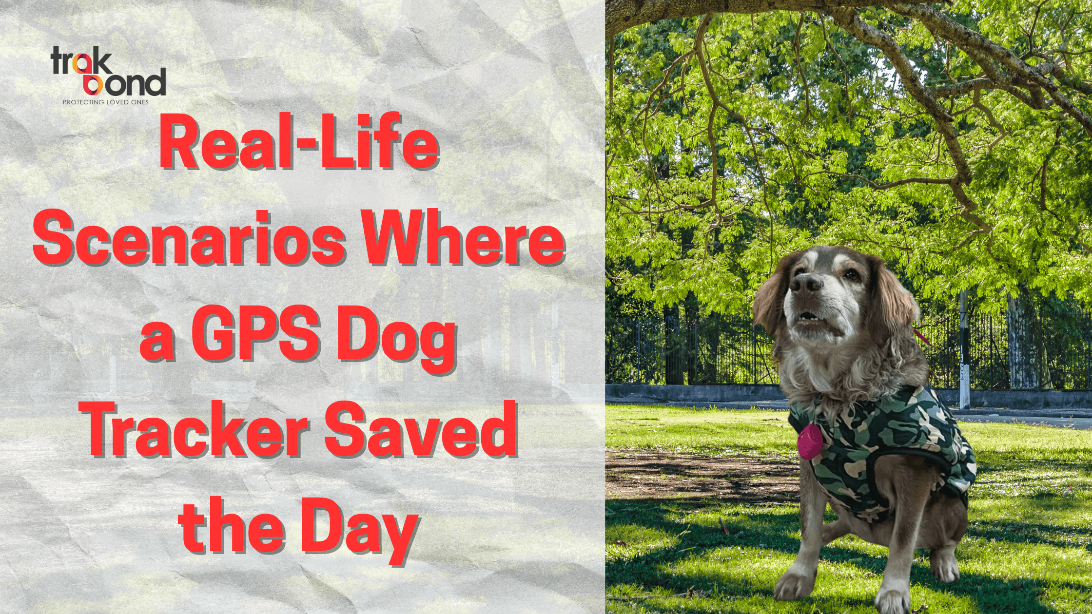 Real-Life Scenarios Where a GPS Dog Tracker Saved the Day