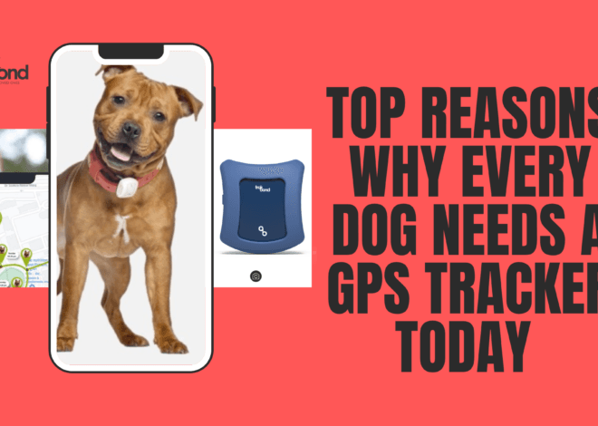Top Reasons Why Every Dog Needs a GPS Tracker Today – Powered by Trakbond