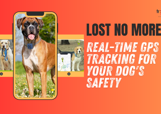 Lost No More: Real-Time GPS Tracking for Your Dog’s Safety