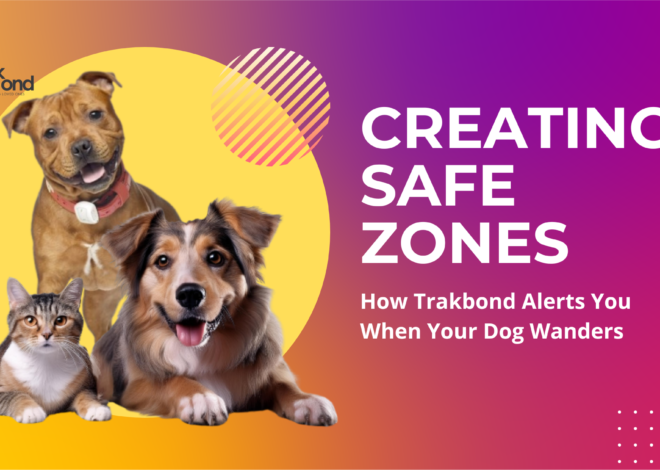 Creating Safe Zones: How Trakbond Alerts You When Your Dog Wanders